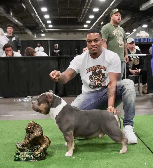 American Bully puppies for sale