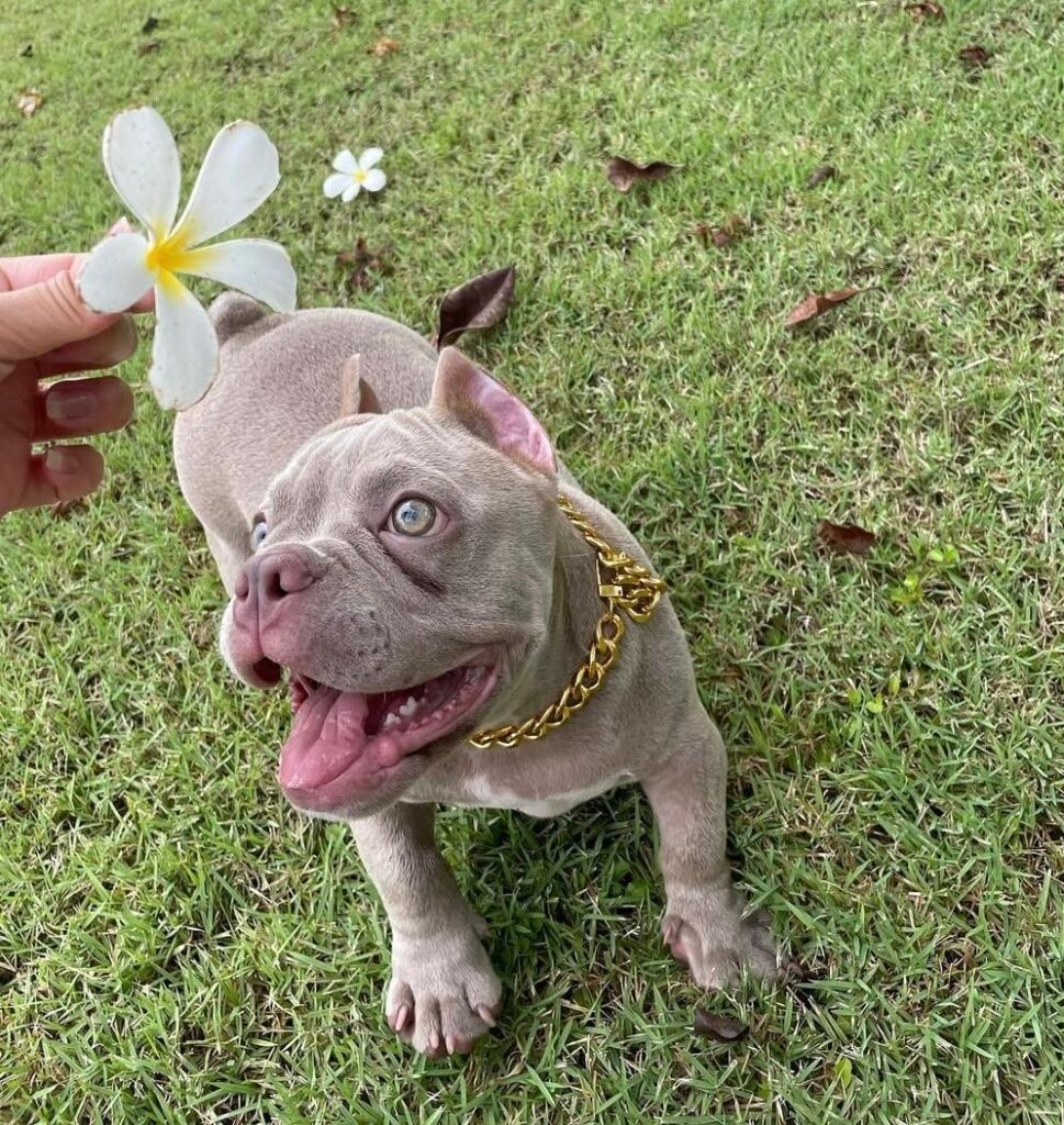 bully dogs for sale
