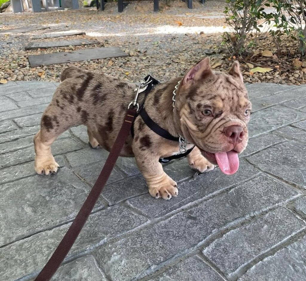 american bully puppies for sale near me