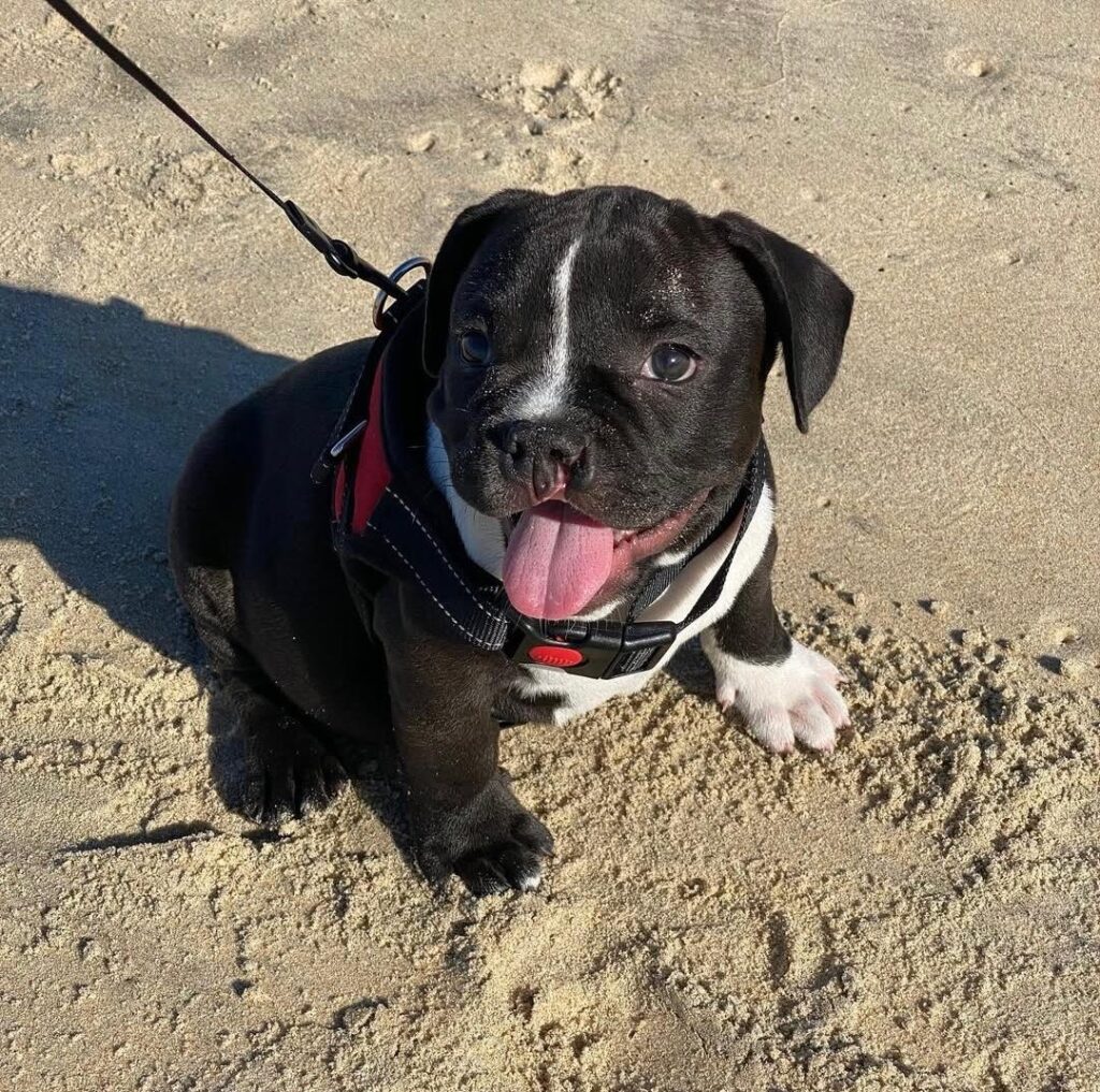 american bully for sale