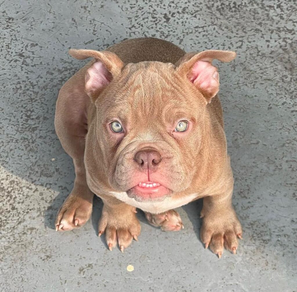 bully puppies for sale