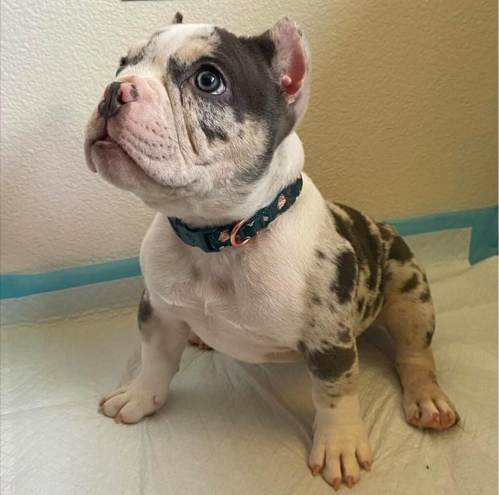 micro bully for saleamerican bully puppies