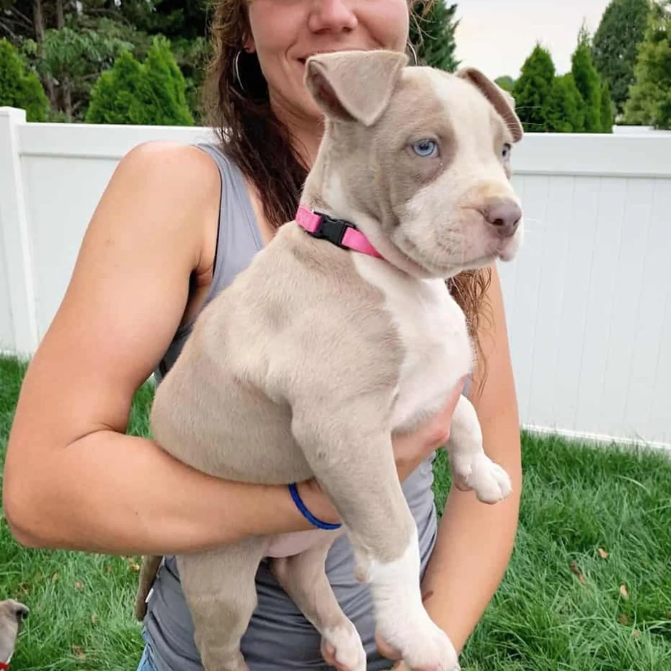 american bully for sale