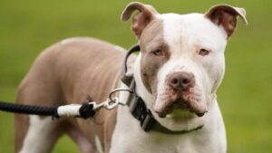 American Bully Temperament: Are American Bullies Good Family Dogs?