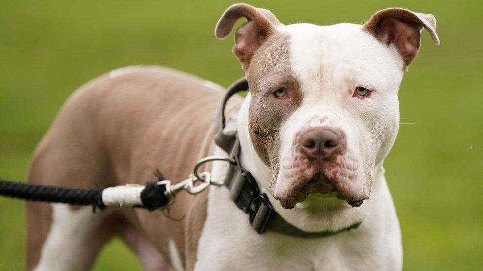 American Bully puppies for sale