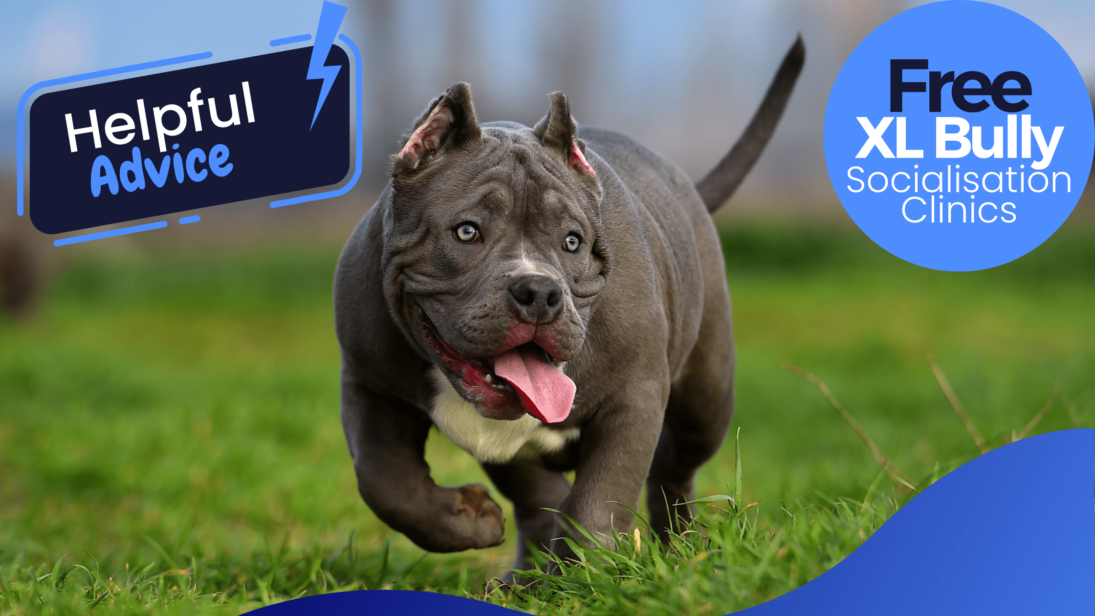 american bully puppies for sale