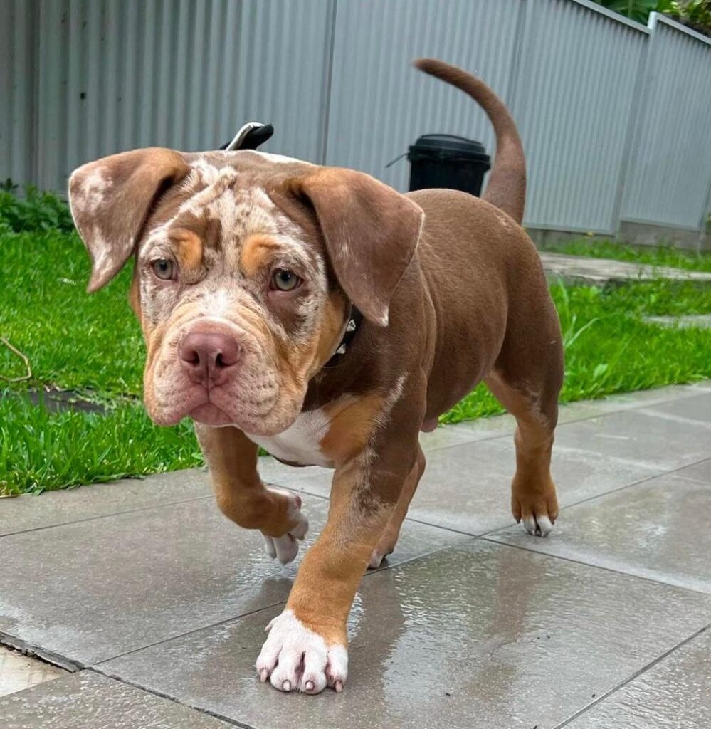 american bully puppies for sale