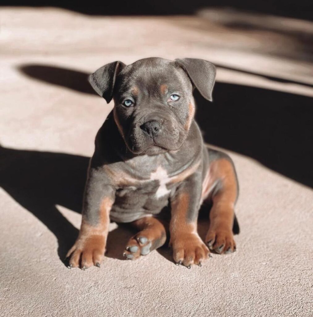american bully puppies for sale