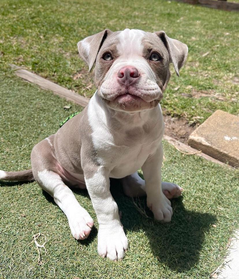 xl american bully for sale