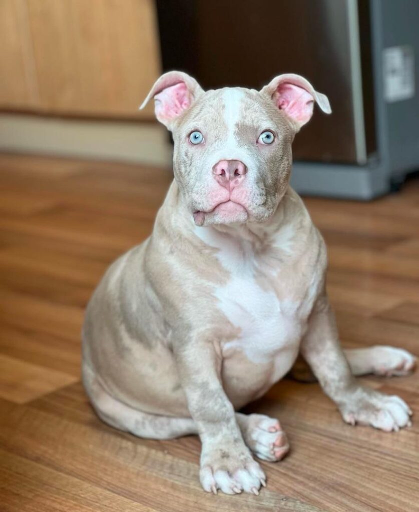 pocket bully puppies for sale