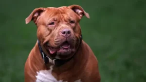 9 Proven Ways to Find American Bully Puppies for Sale Near Me in 2025