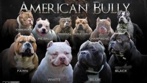 7 Factors That Affect American Bully Price in 2025 (Full Cost Guide)