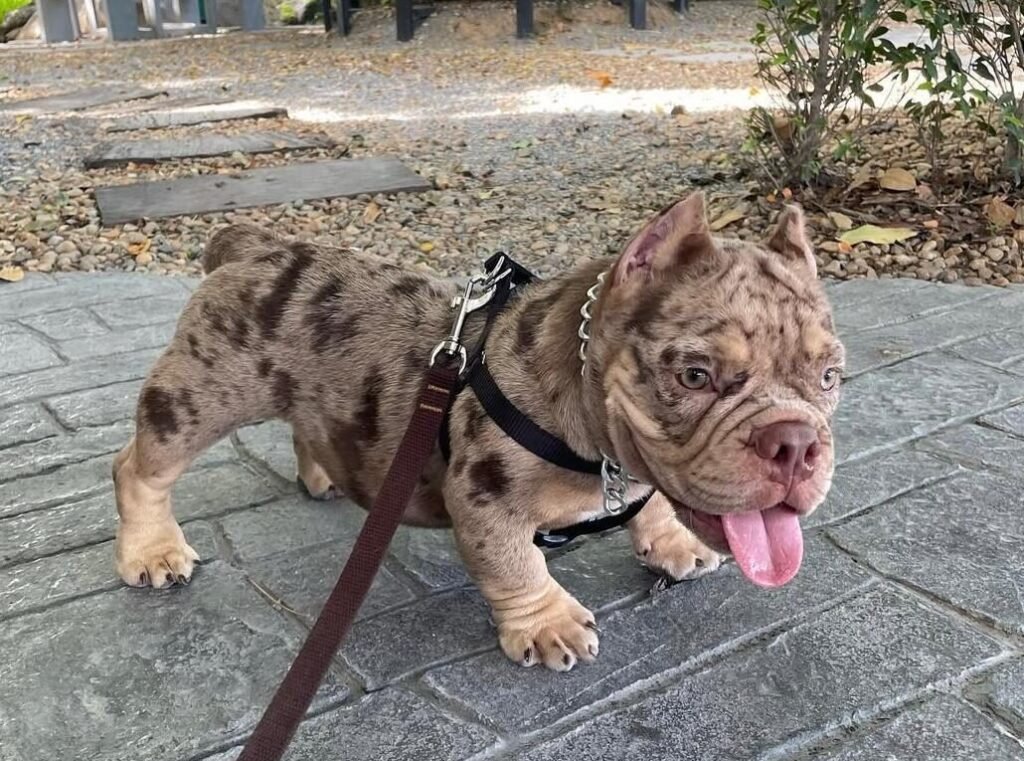 Merle Brindle American Bully puppy for sale Corey $850 at Majestic Bully Puppies