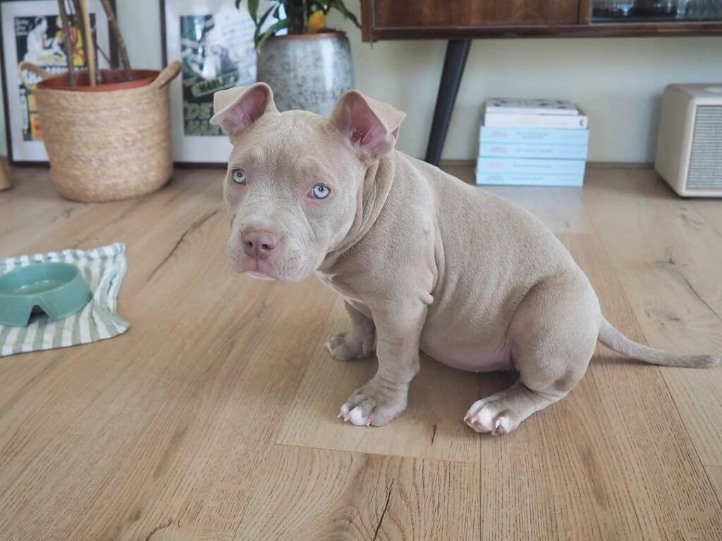 Lilac American Bully puppy for sale Rubi $850 at Majestic Bully Puppies
