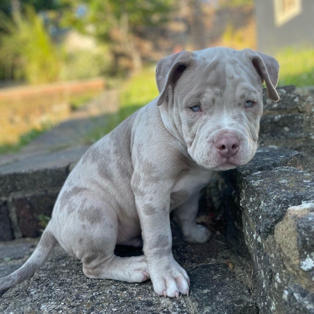 Blue Merle American Bully puppy for sale AK $850 at Majestic Bully Puppies