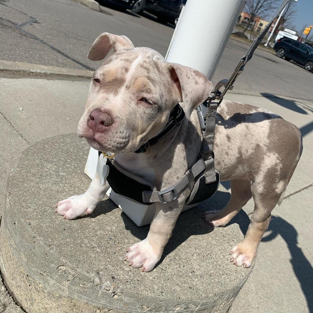 Dior American Bully for sale