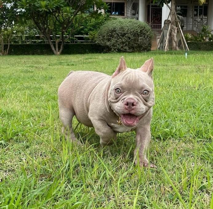 Coco Lilac Fawn Exotic American Bully for sale