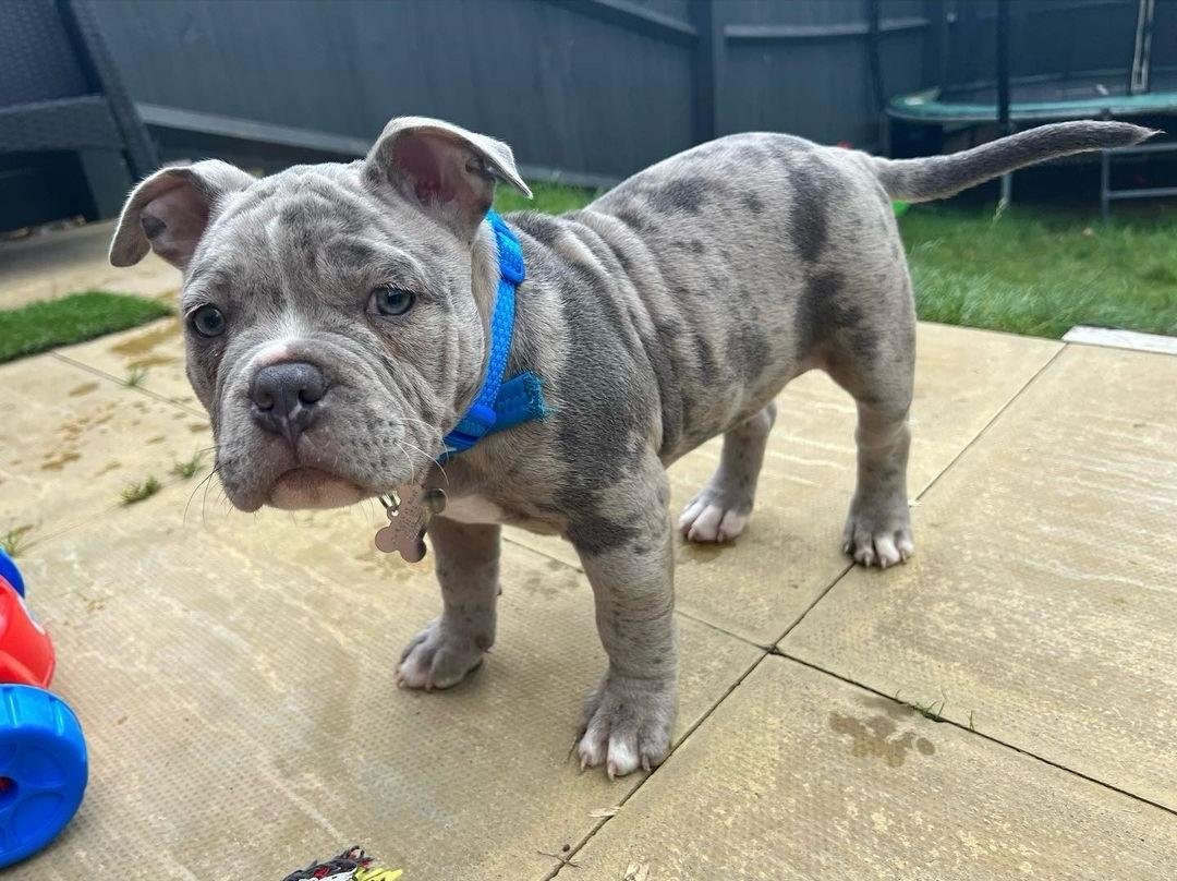 Blue Merle XL Bully puppy for sale Fred at Majestic Bully Puppies $850