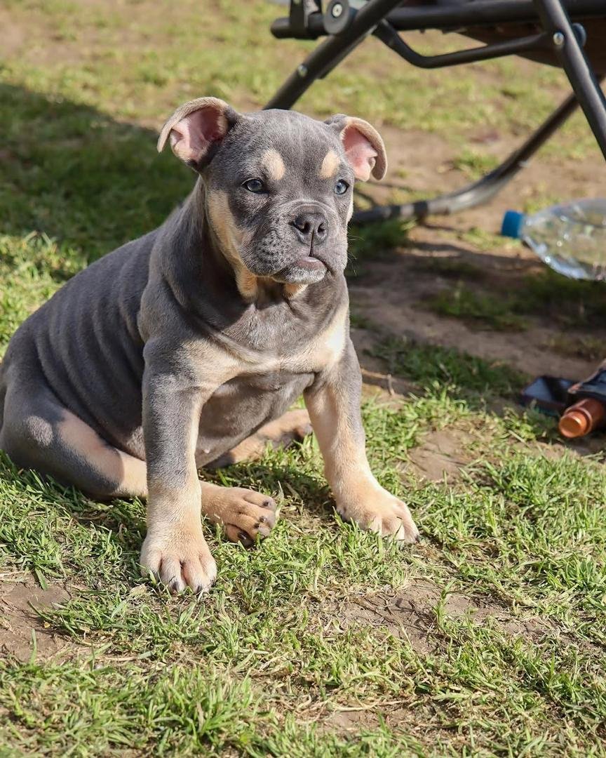 Gentle American Bully puppy Missy showing calm temperament
