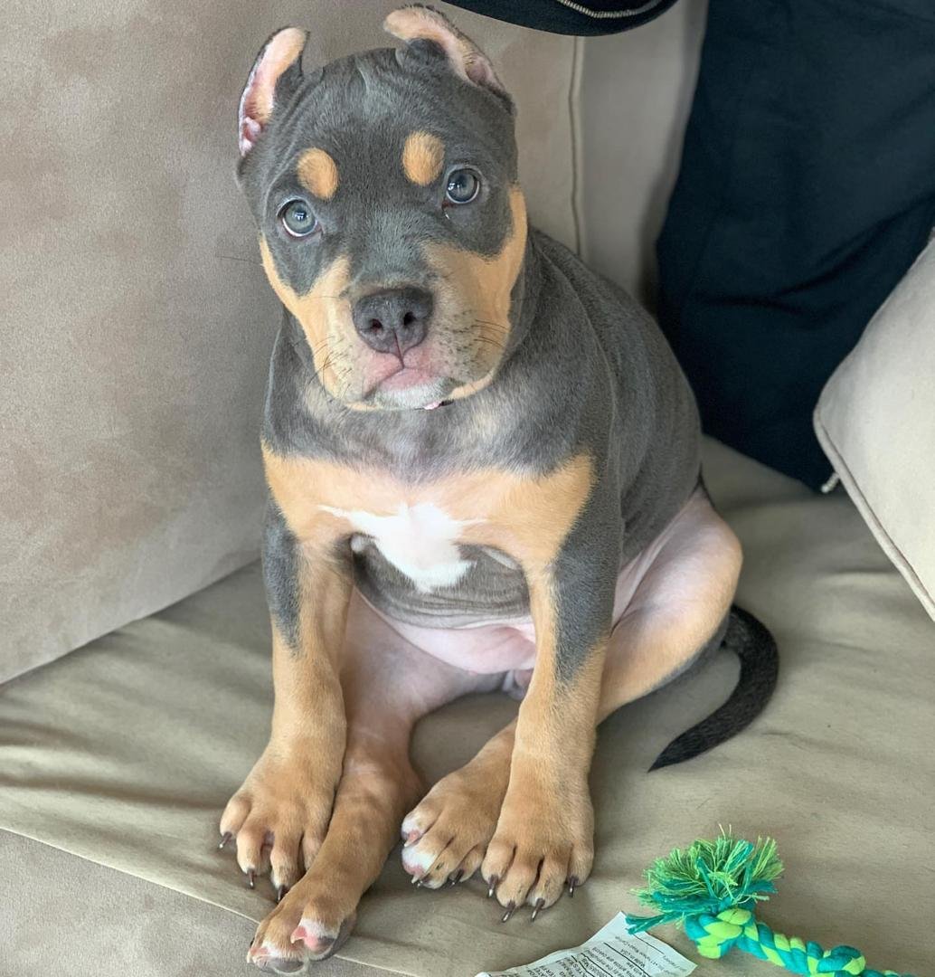 Black Tan Tri XL Bully puppy for sale Roxy at Majestic Bully Puppies $850