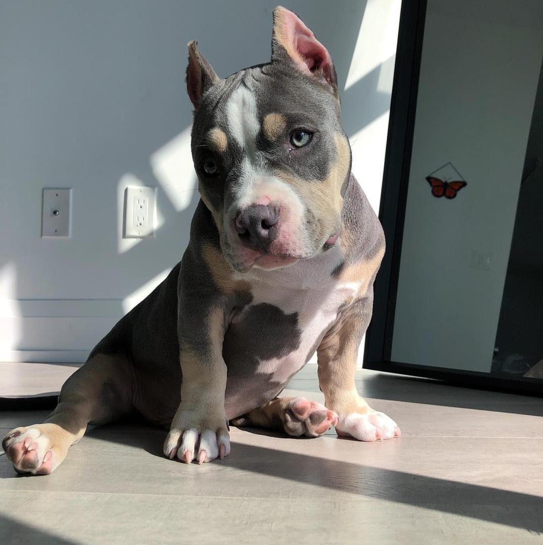 American Bully puppy Hugo showing correct XL structure