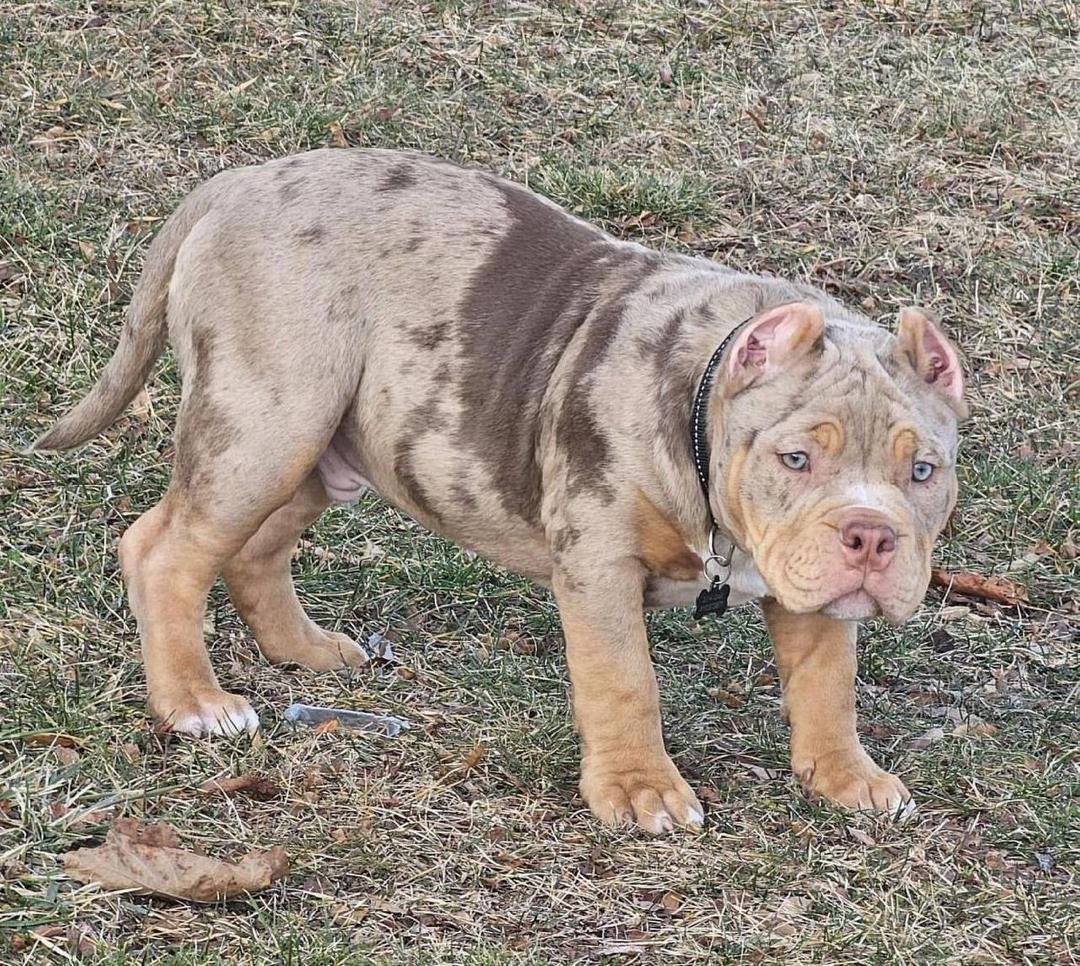 Bambino American Bully for sale